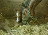 mare & foal 1.jpg