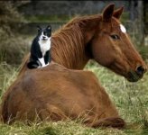 funny pics of horses 2.jpg