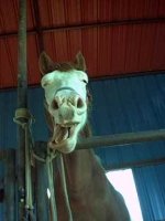 funny pics of horses 3.jpg