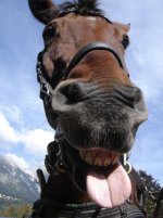 funny pics of horses 4.jpg