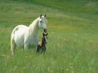 mare & foal 12.jpg