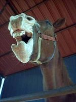 funny pics of horses 6.jpg