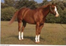 american-quarter-horse.jpg