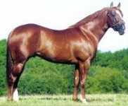 thoroughbred-horse.jpg