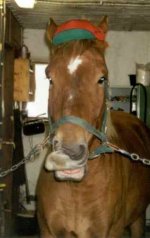 funny pics of horses 9.jpg