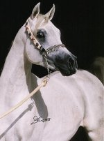 arabian 87.jpg