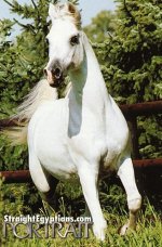 arabian 89.jpg