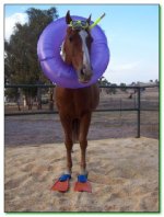 funny pics of horses 11.jpg