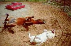 funny pics of horses 12.jpg