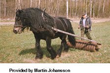 North-Swedish-Horse-1.jpg