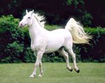 lipizzan3.jpg