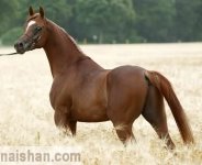 Arabian-horse%20%28104%29.jpg