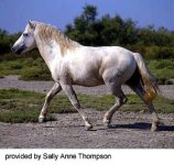 camargue-web-1.jpg