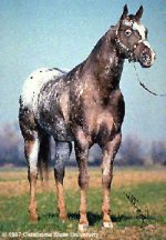 appaloosa.jpg