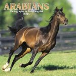 Arabian_Horses_2005_fc.jpg