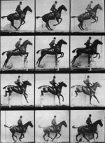 442px-Muybridge_horse_jumping.jpg