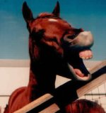 funny pics of horses 20.jpg