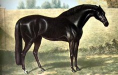 Godolphin_Arabian.jpg