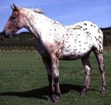 appaloosa.jpg