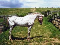 AraAppaloosa.jpg