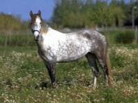 lusitano 1.jpg