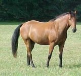 belgian warmblood.jpg