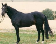 australian stock horse.jpg