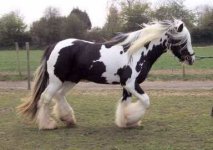 gypsy vanner.jpg