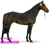 Dutch Warmblood 1.jpg