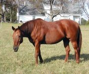 american quarter horse.jpg