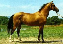 Akhal-Teke 1.jpg