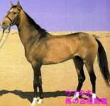 Akhal-Teke 2.jpg