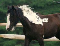 gypsy vanner.jpg