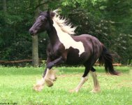 gypsy vanner 1.jpg