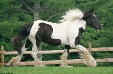 gypsy vanner 2.jpg