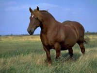 suffolk punch.jpg