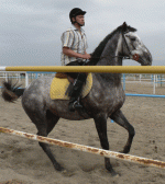 horse5.gif