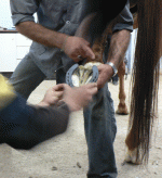 horse67.gif