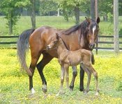 mare & foal 18.jpg