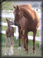 mare & foal 19.jpg