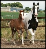 mare & foal 27.jpg