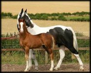 mare & foal 26.jpg