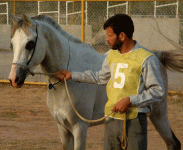 iranhorseshoe3.gif