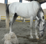 horse12.gif