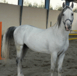 horse13.gif