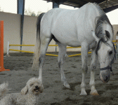 horse14.gif