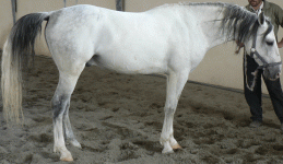 horse15.gif