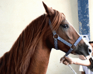 horse18.gif