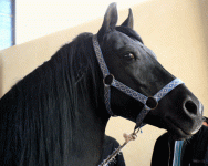 horse20.gif