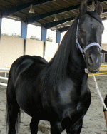 horse22.gif